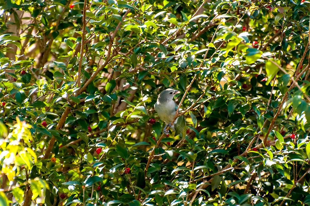 sayaca Tanager em árvore brasileira de pitanga