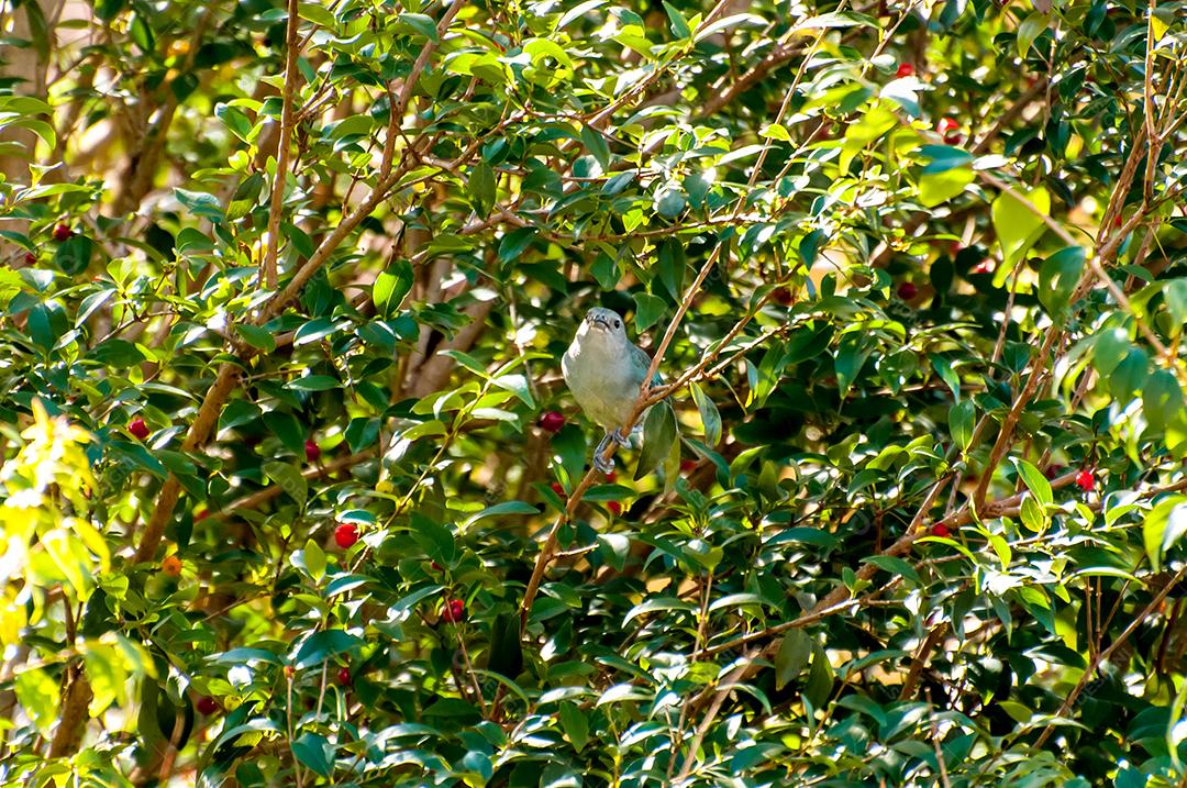 Sayaca Tanager em pitanga brasileira, pássaro