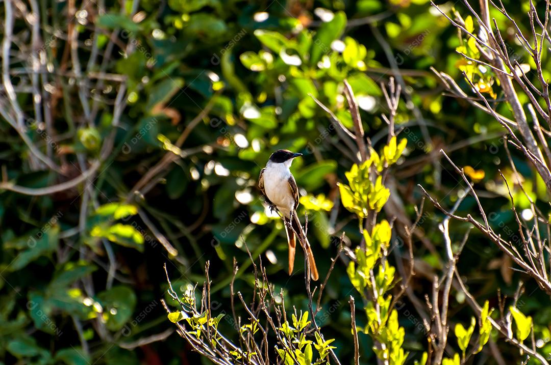 Southern White-tailed Flycatcher in the Brazilian wild, selective focus