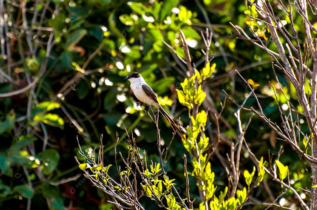 Papa-moscas-rabo-de-garfo-do-sul na natureza brasileira, foco seletivo