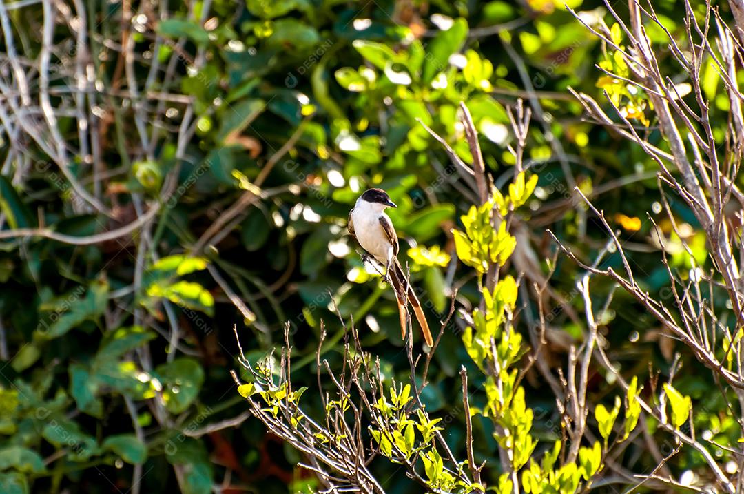 Papa-moscas-rabo-de-garfo-do-sul na natureza brasileira, foco seletivo