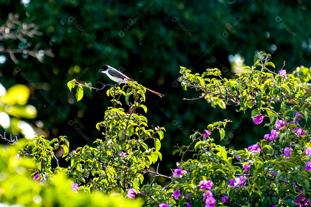 Papa-moscas-rabo-de-garfo-do-sul na natureza brasileira, foco seletivo