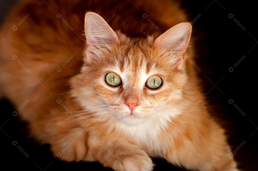 Lindo gato amarelo em fundo preto