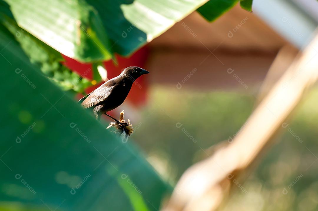 Chopi Blackbird na natureza brasileira, foco seletivo