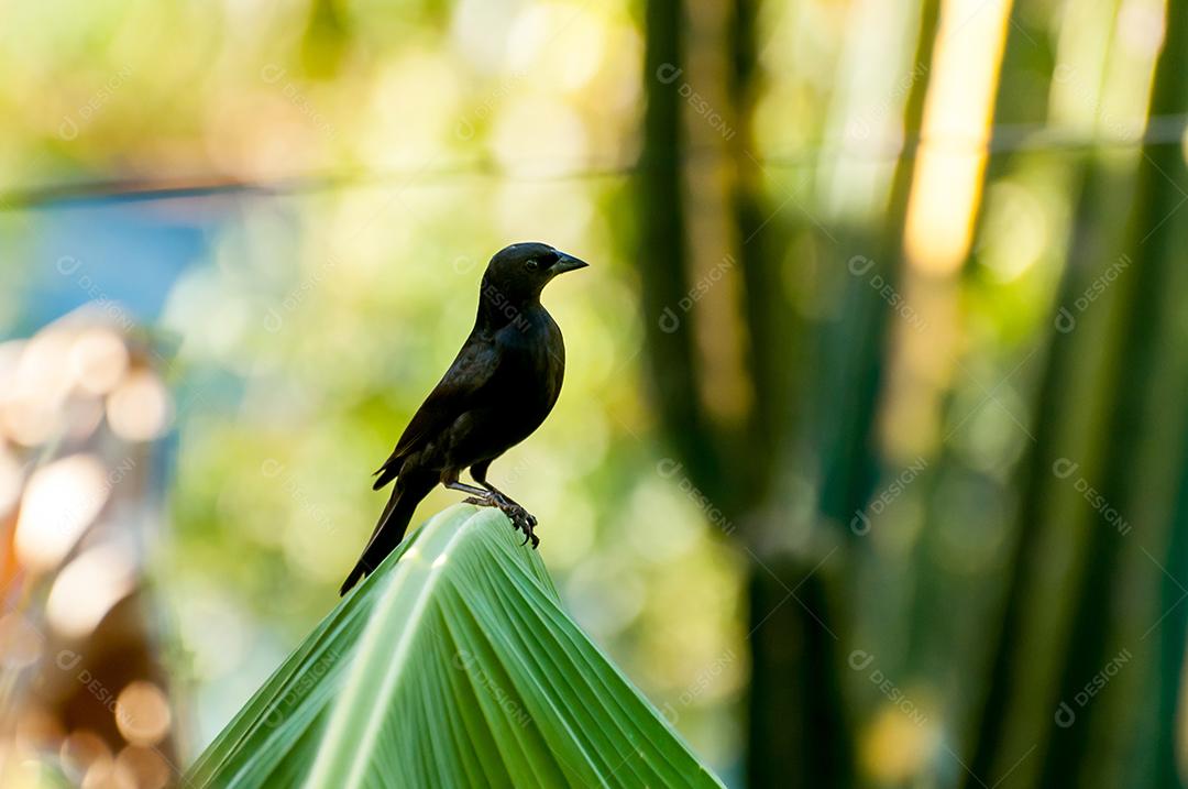 Chopi Blackbird na natureza brasileira, foco seletivo