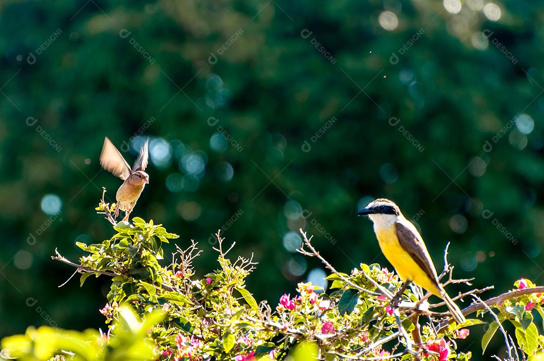 Grande Kiskadee na natureza brasileira, foco seletivo