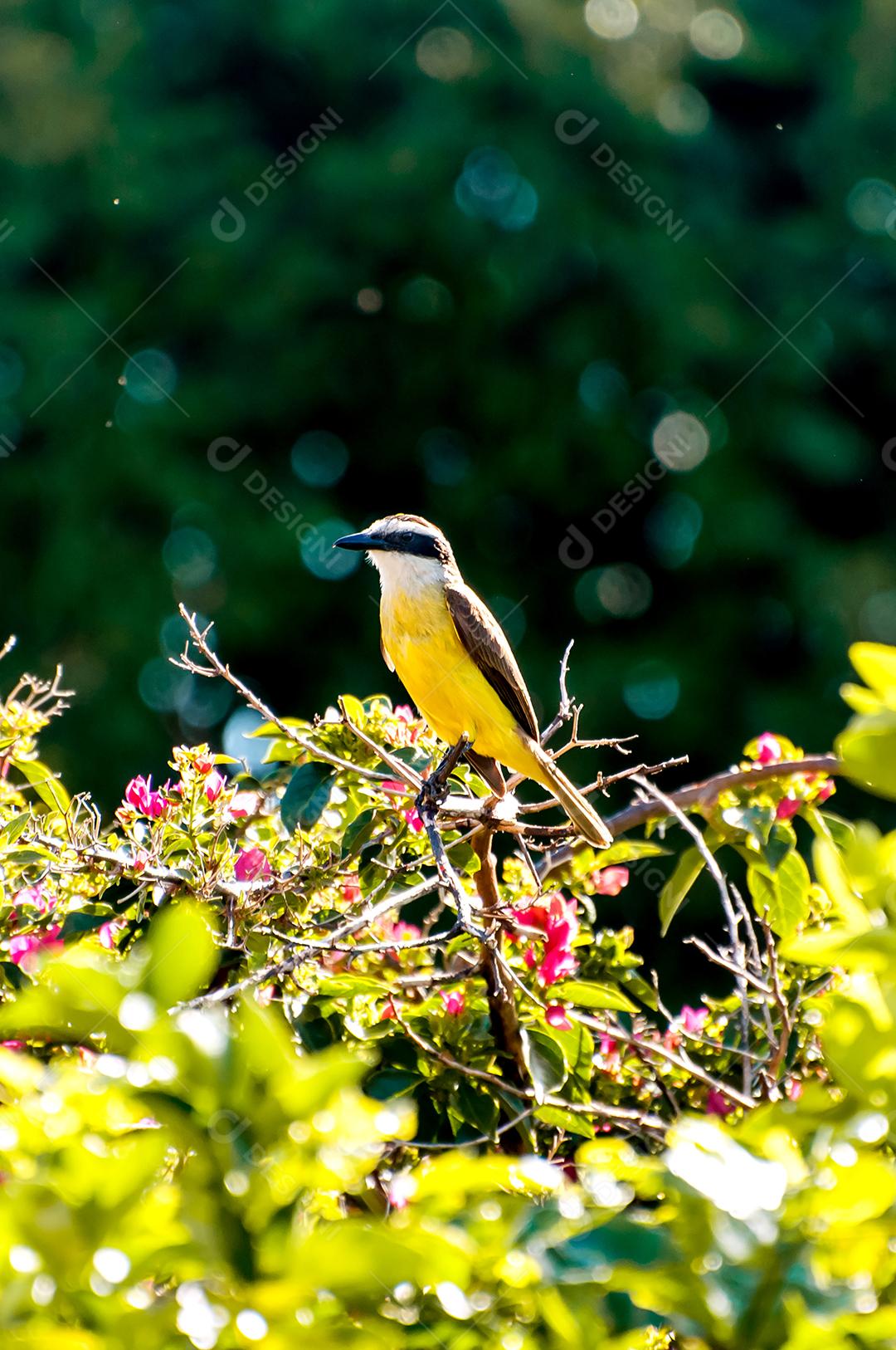 Grande Kiskadee na natureza brasileira, foco seletivo