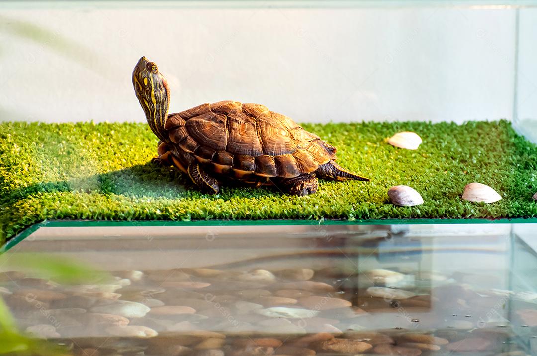 Tartaruga de orelha vermelha tomando banho de sol no aquaterrário, tartaruga tigre de água (Trachemys dorbigni)