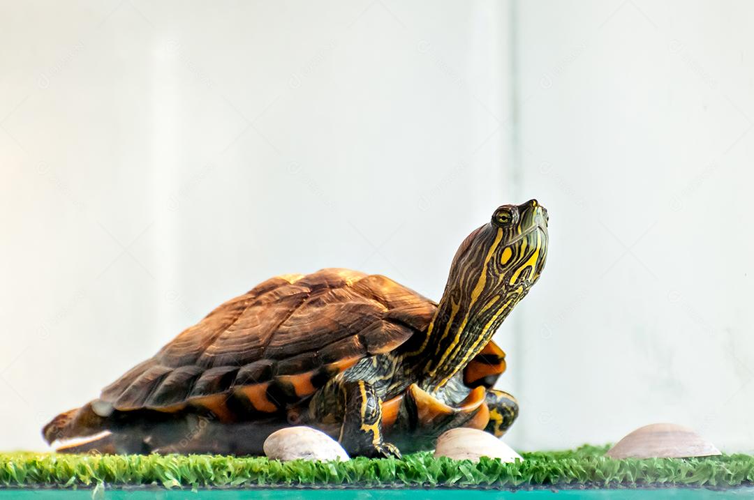 Tartaruga de orelha vermelha tomando banho de sol no aquaterrário, tartaruga tigre de água (Trachemys dorbigni)