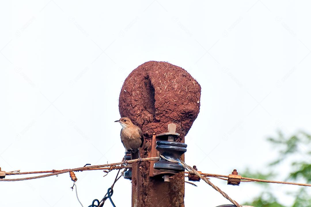 João-de-barro em seu ninho em cima de um poste de luz