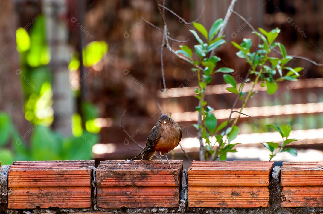 tordo de barriga rufous em uma cerca, pássaro brasileiro