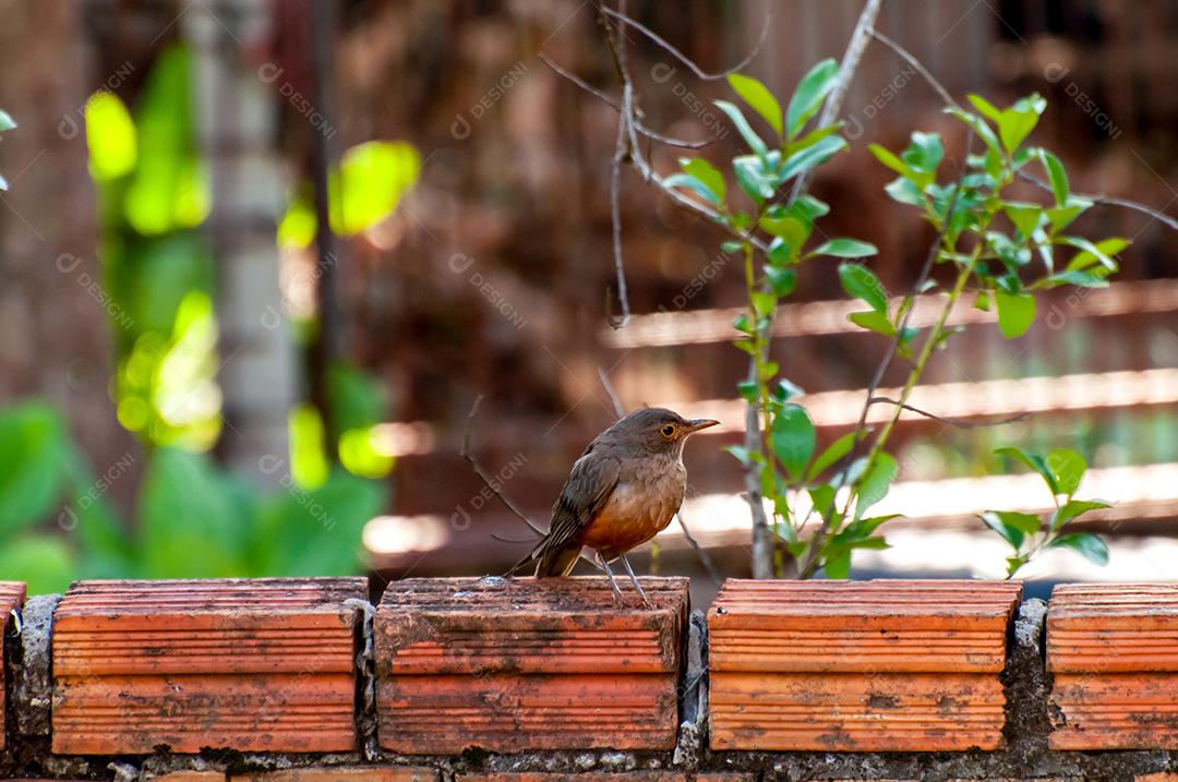 Tordo-de-barriga-ruiva em cima do muro, pássaro brasileiro