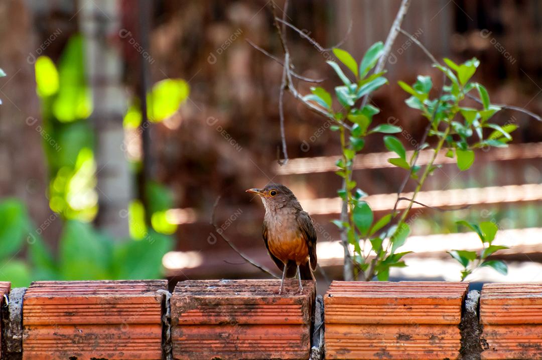 Tordo-de-barriga-ruiva em cima do muro, pássaro brasileiro