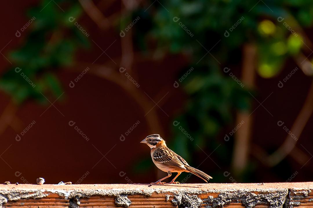 Pardal-de-coleira-ruiva na natureza brasileira, foco seletivo