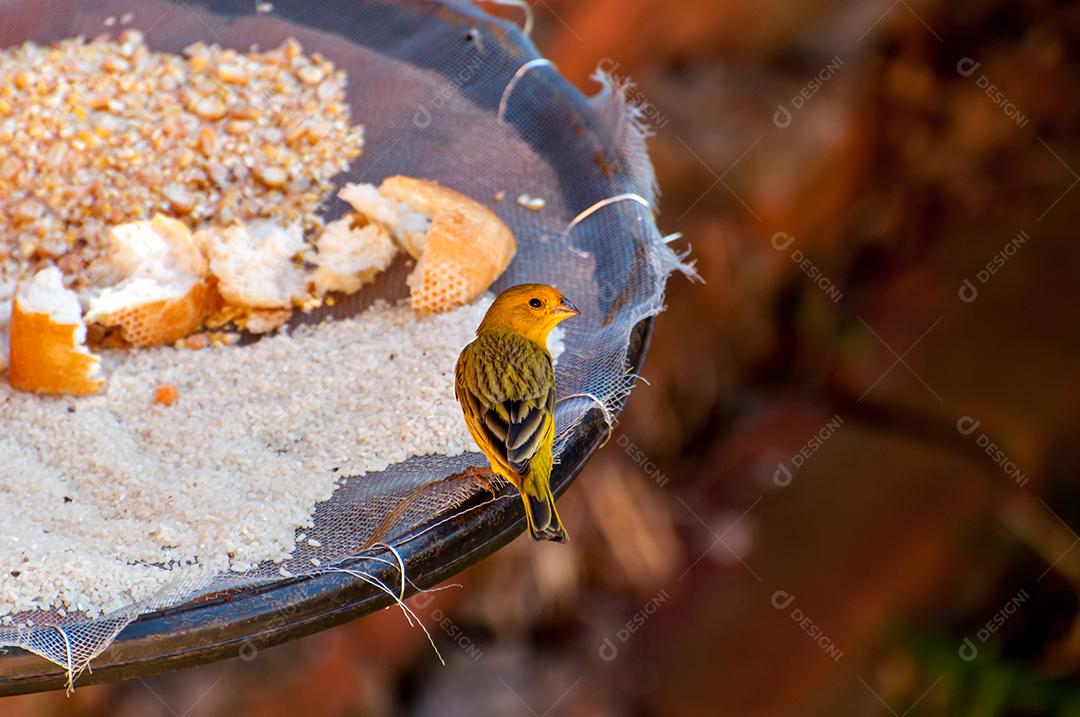 Canário-da-terra-verdadeiro alimentando-se no alimentador de pássaros de jardim