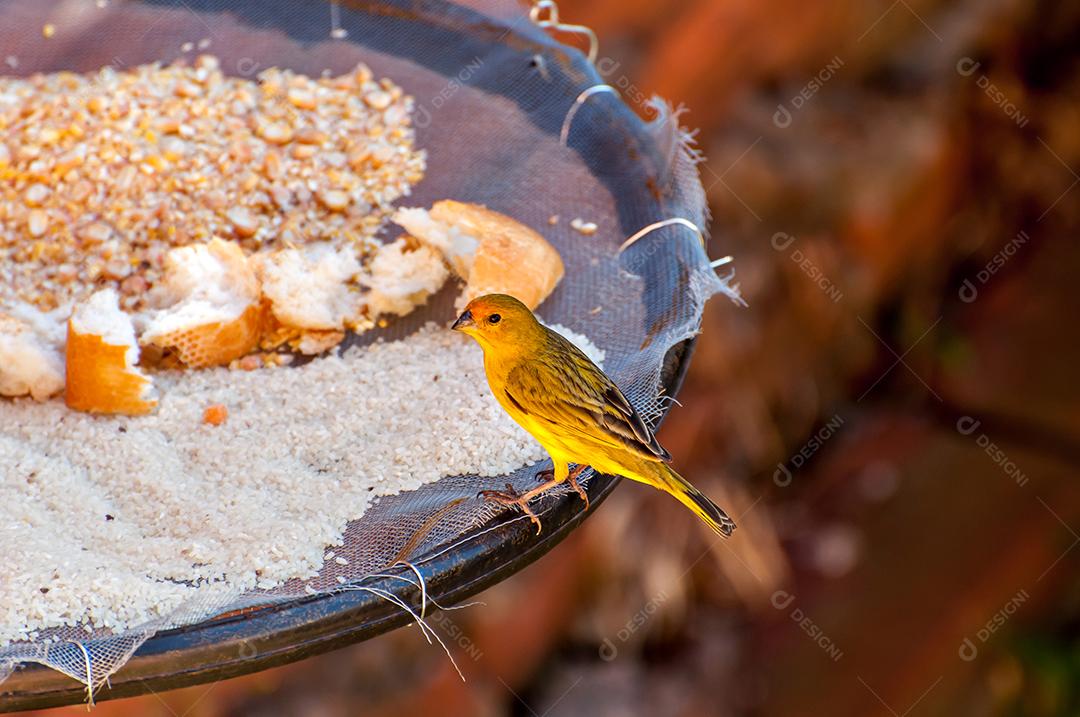 Canário-da-terra-verdadeiro alimentando-se no alimentador de pássaros de jardim