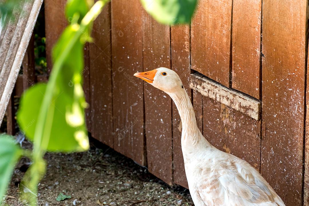 Ganso branco de olhos azuis, lindo pássaro na fazenda