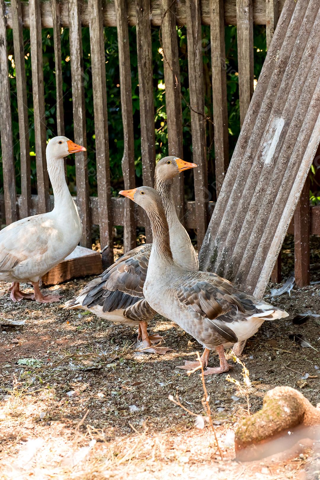 Casal de gansos cinzentos e um ganso branco na fazenda, pássaros do Brasil