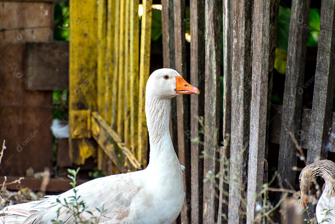 Retrato de ganso branco de olhos azuis, lindo pássaro na fazenda no Brasil