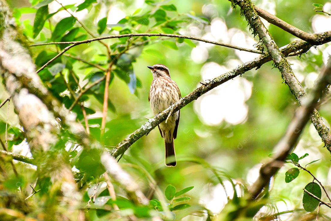 Papa-moscas listrado de pássaro jovem na natureza no Brasil
