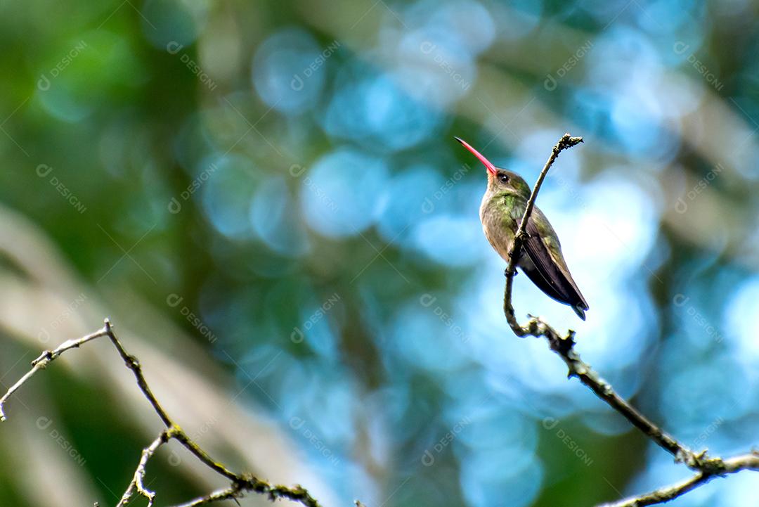 Belo beija-flor dourado em uma árvore no Brasil, pássaros brasileiros