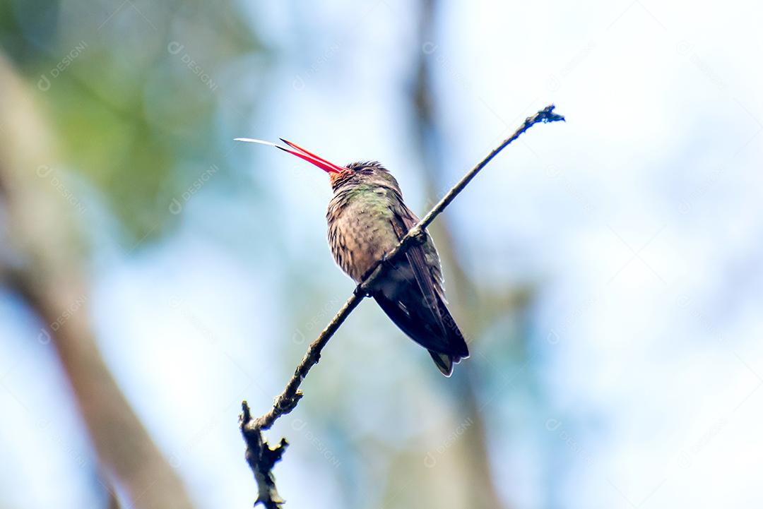 Belo beija-flor dourado mostrando a língua em uma árvore no Brasil, língua de beija-flor