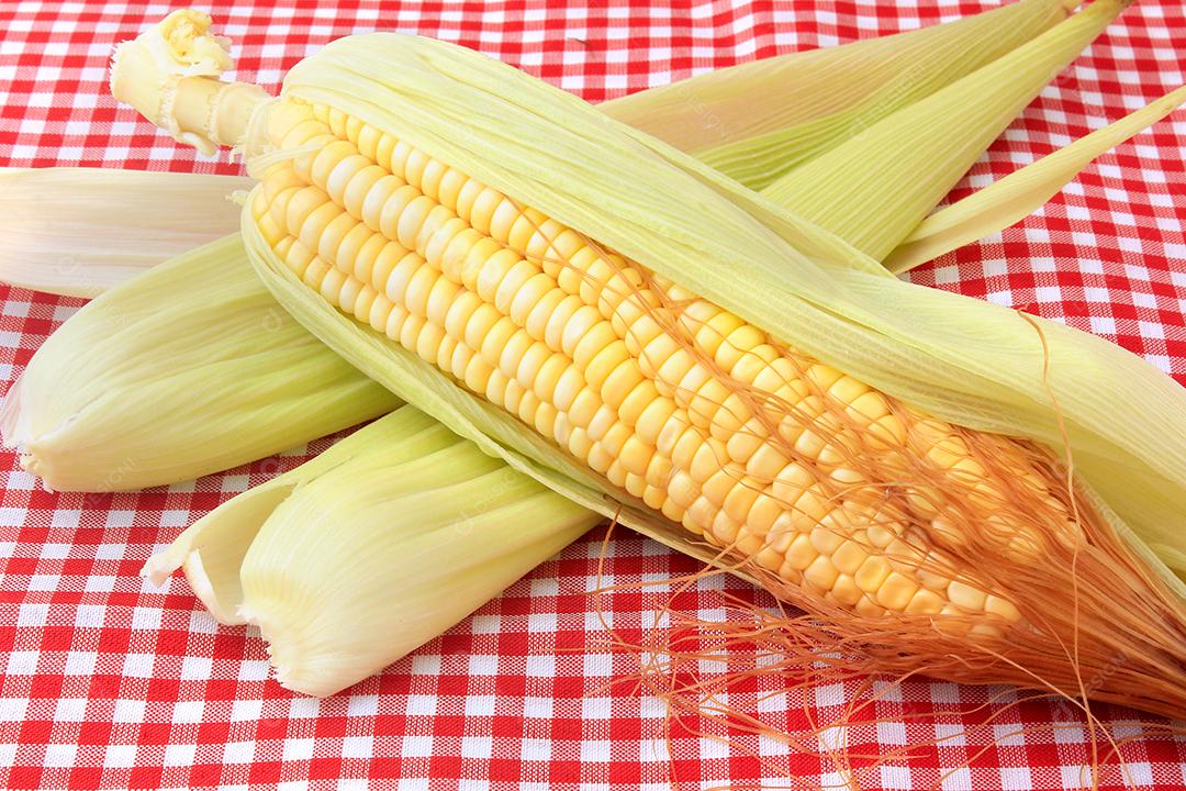 espiga de milho cru e fresco isolado em tecido quadriculado