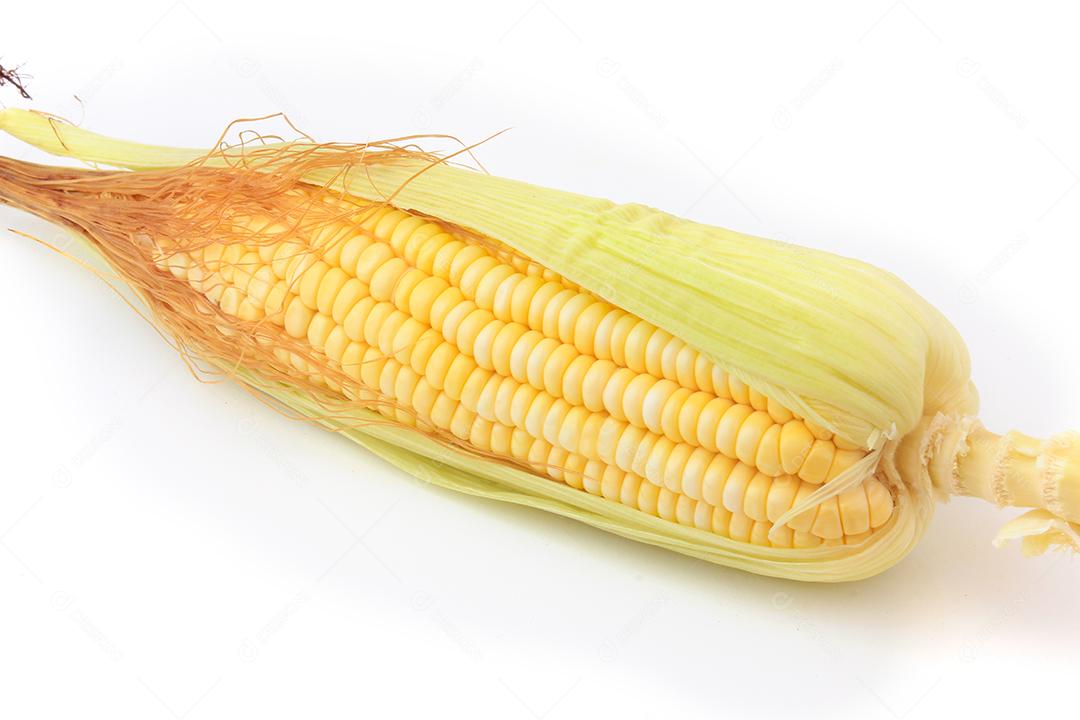 espiga de milho cru e fresco isolado no fundo branco