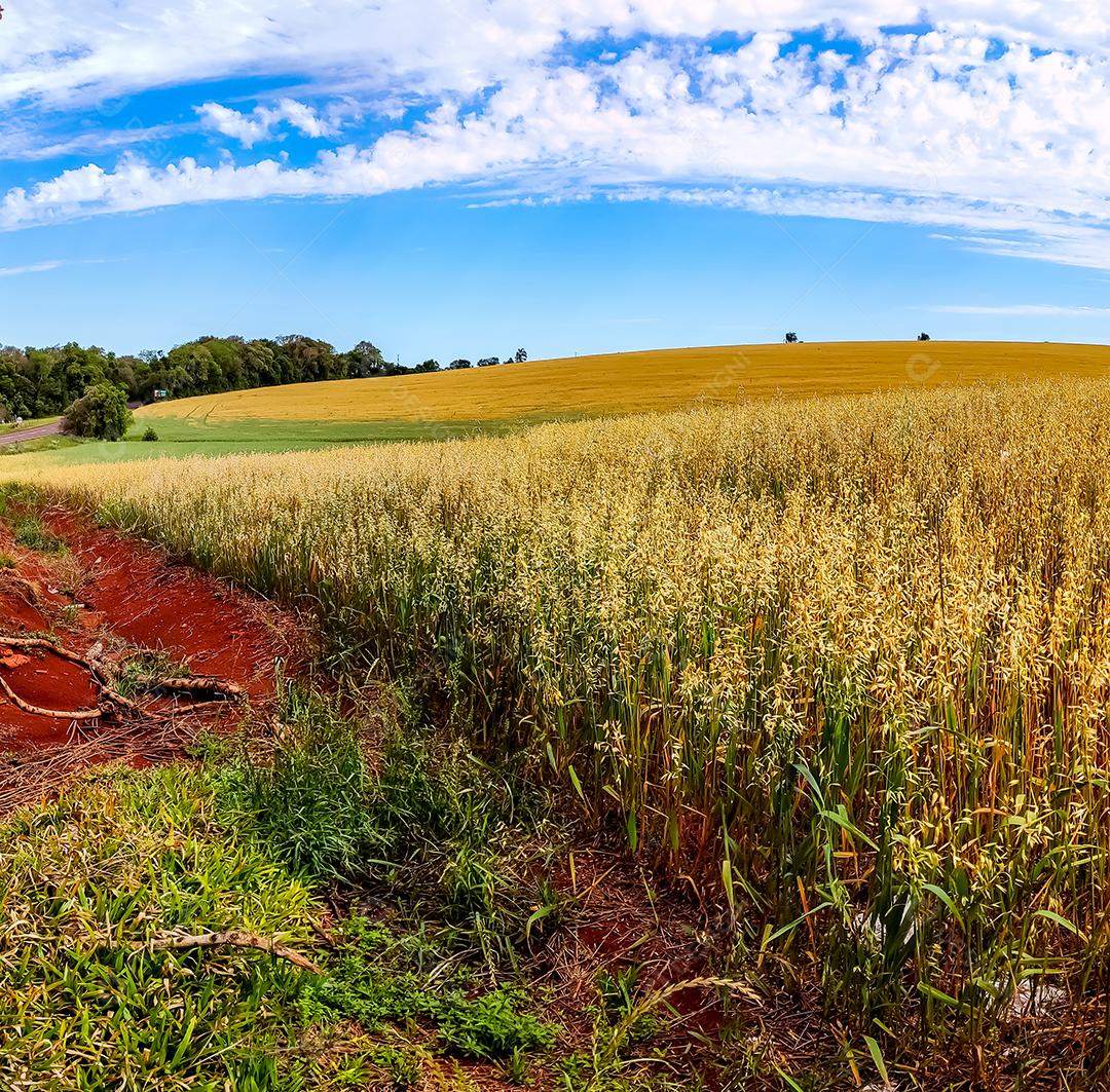 Campo de trigo, campo de trigo com céu azul