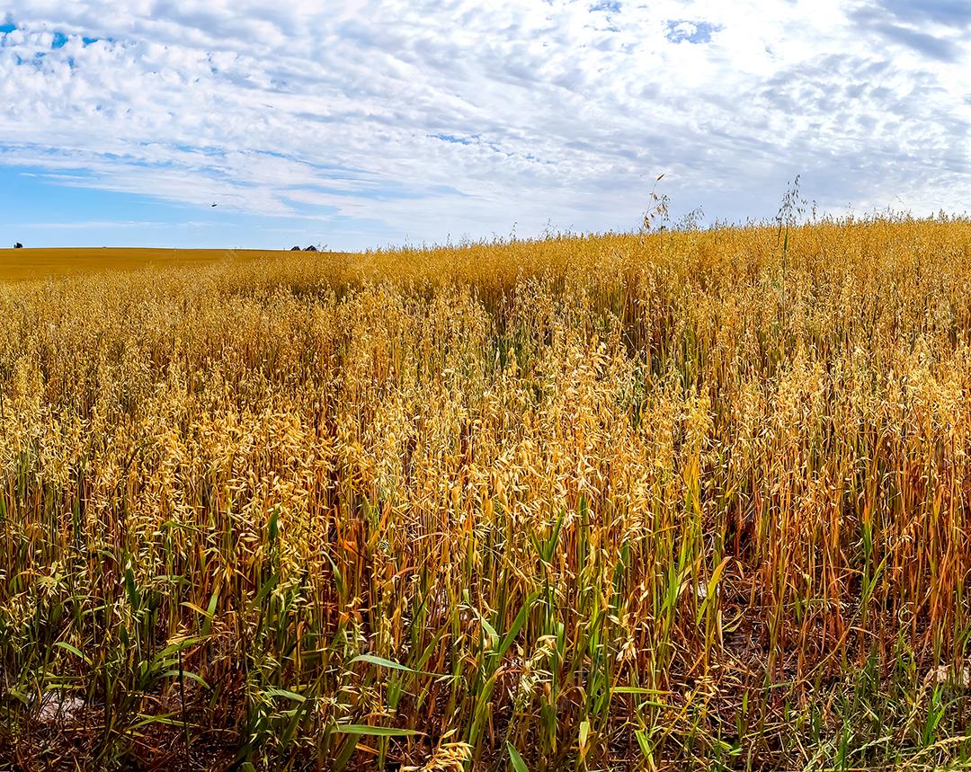 Campo de trigo, campo de trigo com céu azul