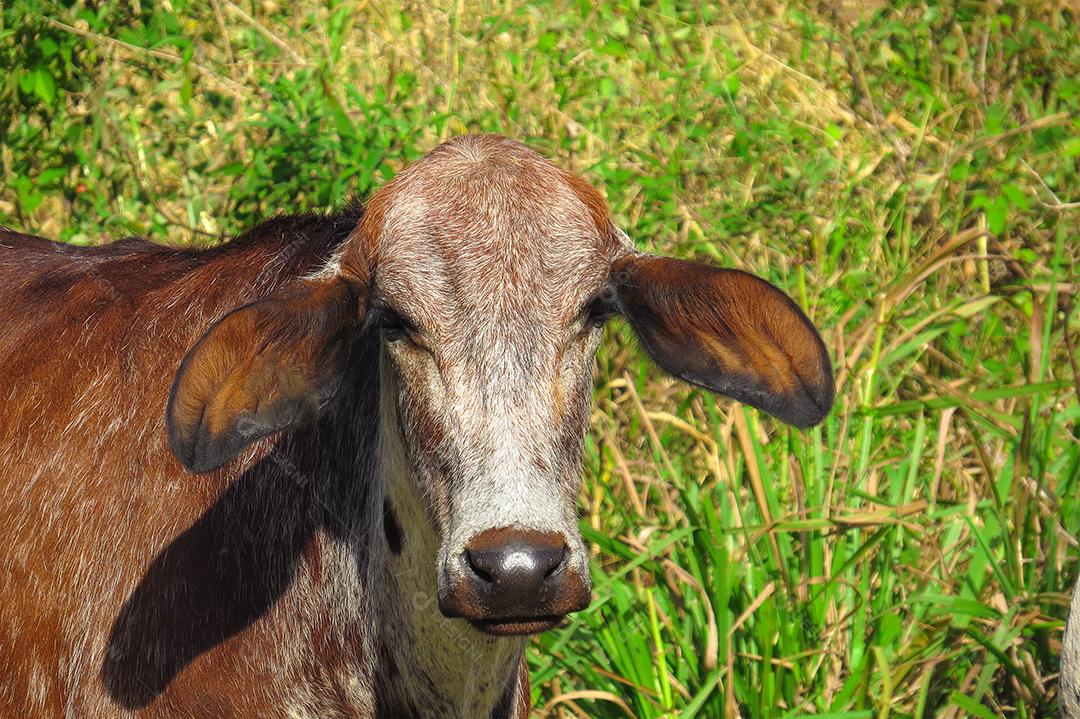 boi de pastando em campo verde na área da fazenda. Produção agropecuária de bovinos. Vista frontal
