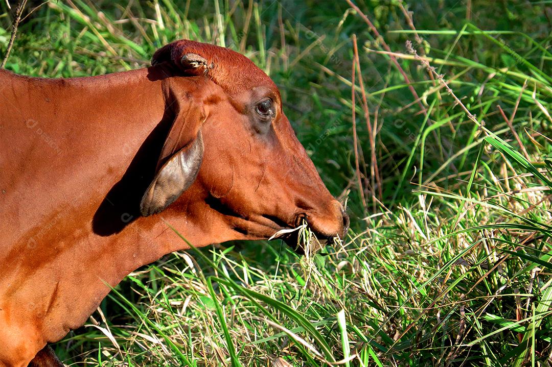 boi de pastando em campo verde na área da fazenda. Produção agropecuária de bovinos. Vista frontal