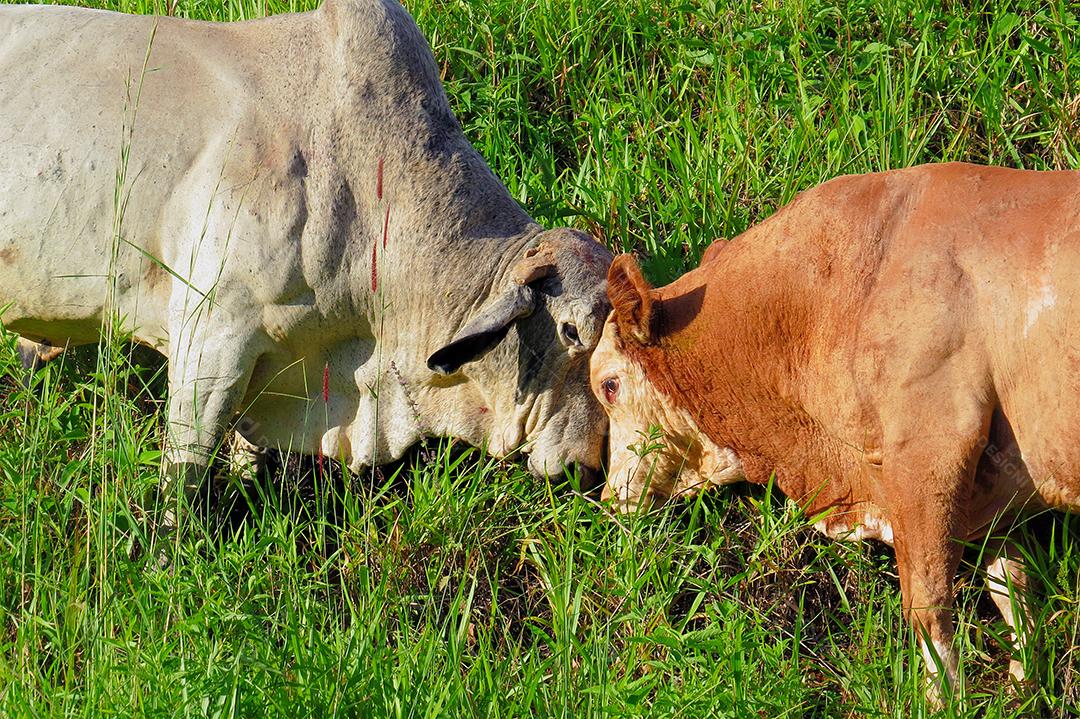 Pastando em campo verde na área da fazenda. Produção agropecuária de bovinos. Vista frontal