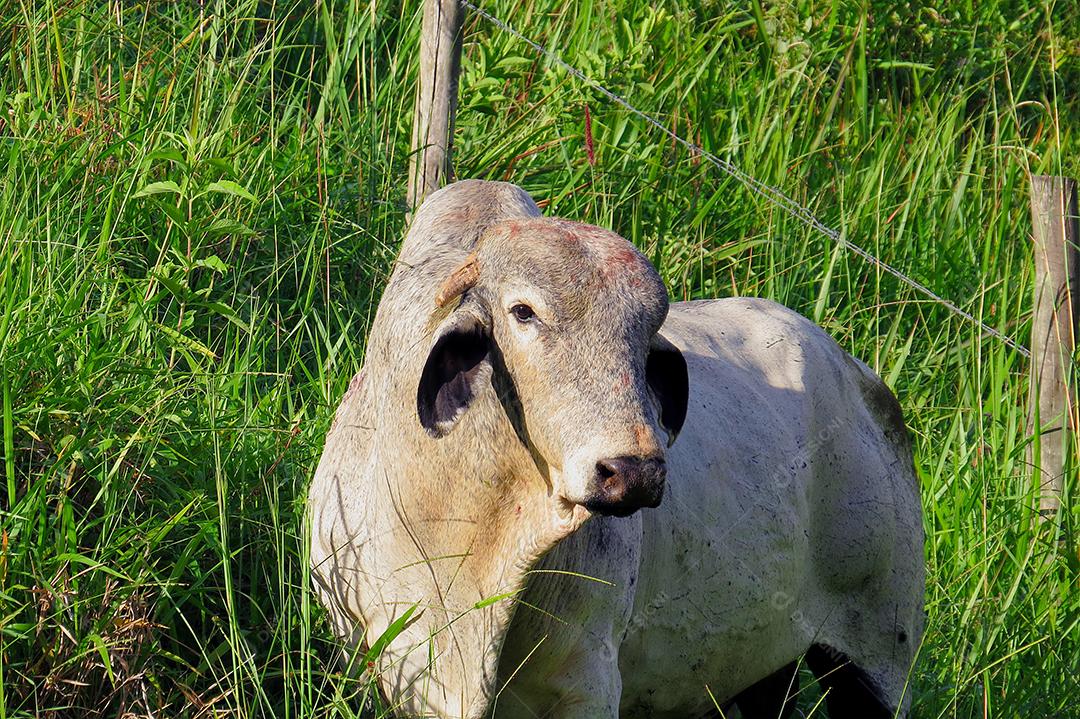 boi branco pastando em campo verde na área da fazenda. Produção agropecuária de bovinos. Vista frontal