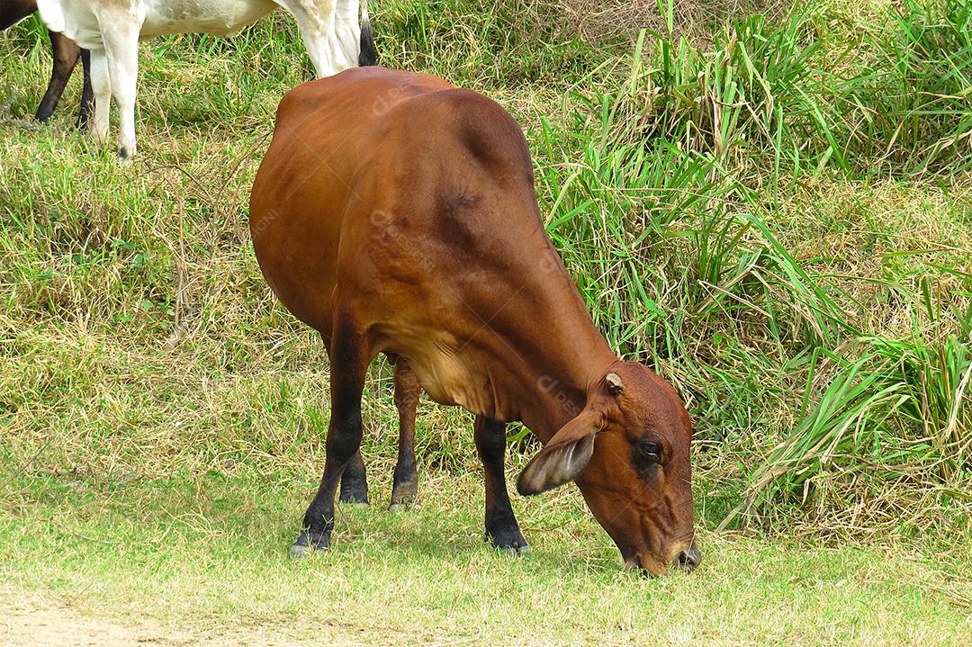 boi de pastando em campo verde na área da fazenda. Produção agropecuária de bovinos. Vista frontal