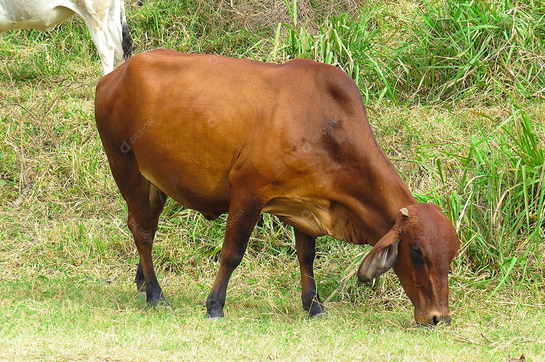 boi de pastando em campo verde na área da fazenda. Produção agropecuária de bovinos. Vista frontal