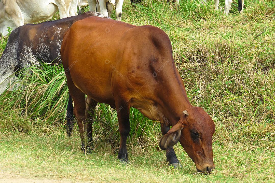 boi de pastando em campo verde na área da fazenda. Produção agropecuária de bovinos. Vista frontal
