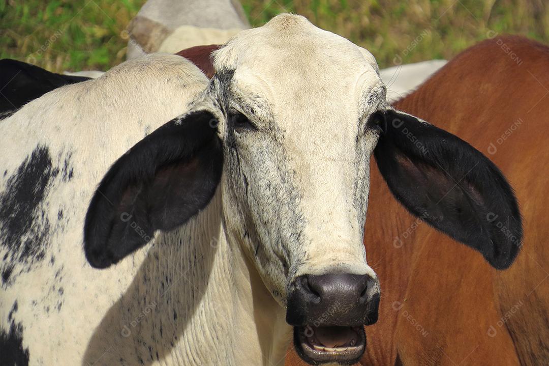 boi branco pastando em campo verde na área da fazenda. Produção agropecuária de bovinos. Vista frontal