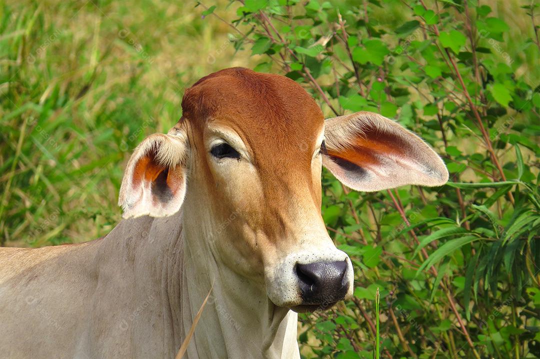 boi de pastando em campo verde na área da fazenda. Produção agropecuária de bovinos. Vista frontal