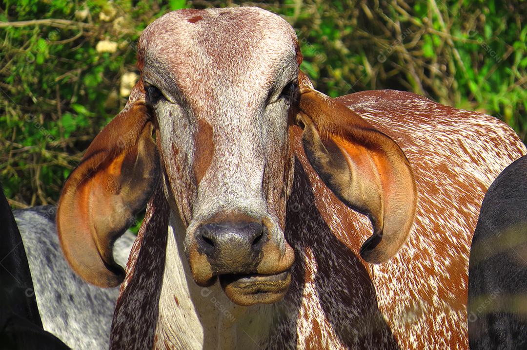 boi de pastando em campo verde na área da fazenda. Produção agropecuária de bovinos. Vista frontal