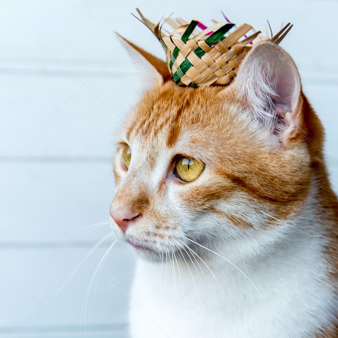 gato amarelo com chapéu de palha, gato de festa junina