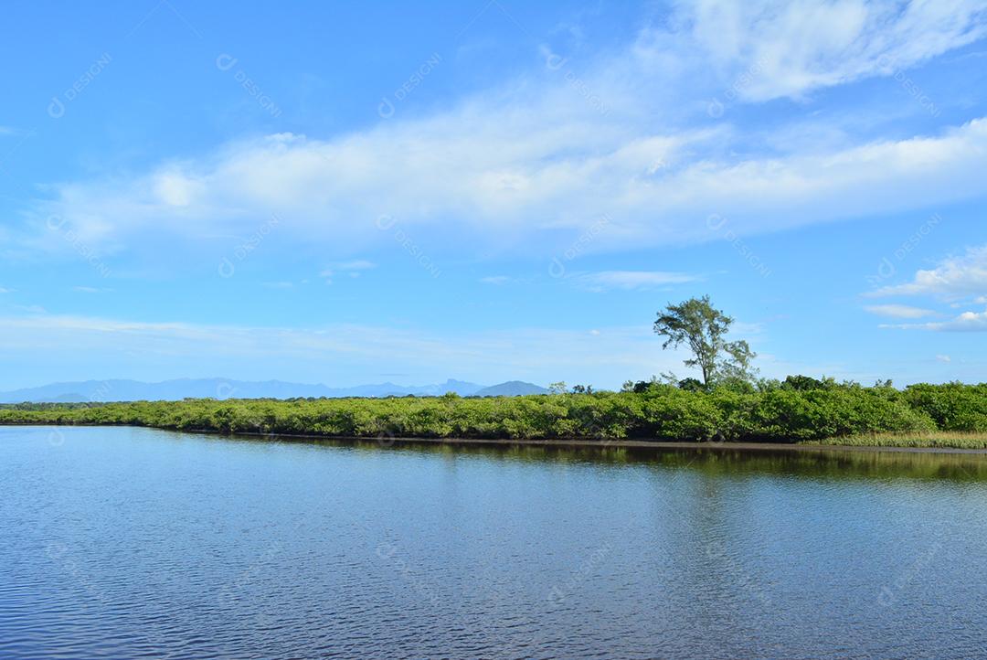 Floresta Mangrove beira rio com ceu azul