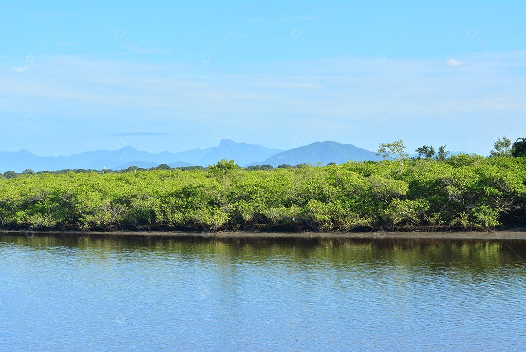 Floresta Mangrove beira rio com ceu azul