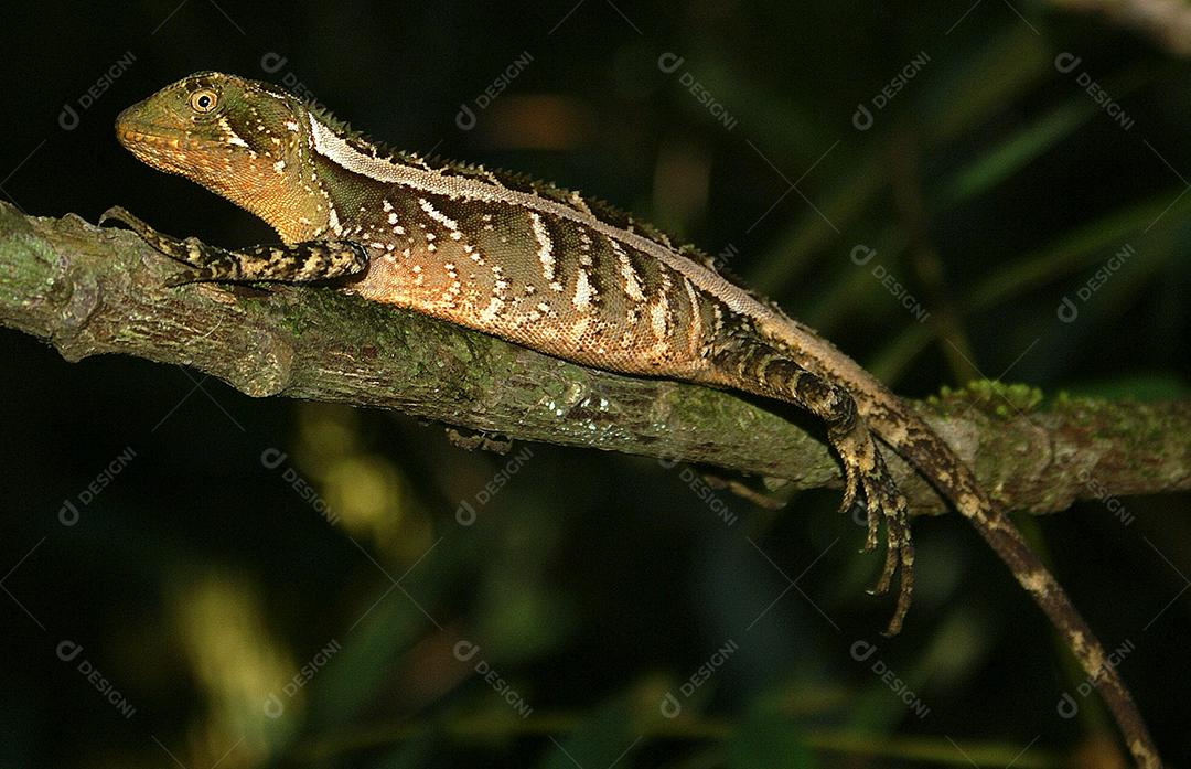 Camaleão em galho na floresta