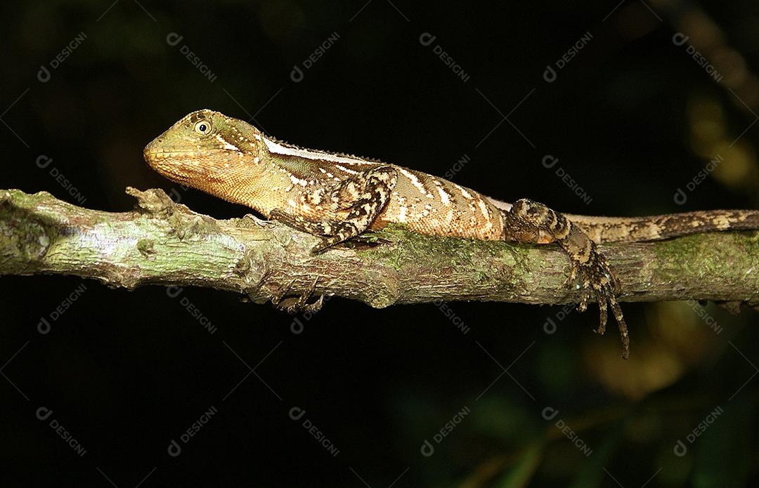 Camaleão em galho na floresta
