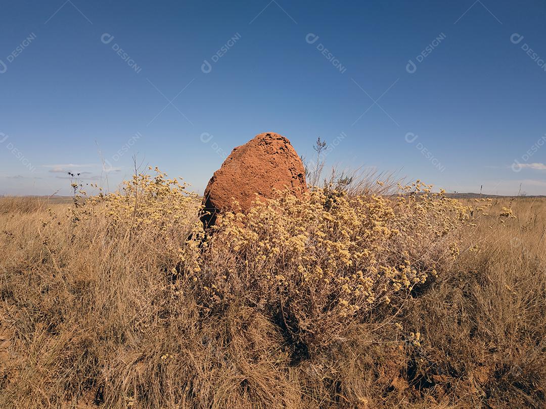 Foto do cerrado brasileiro na seca