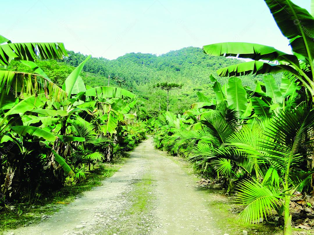 Vista de plantaçao de bananas e coqueiros