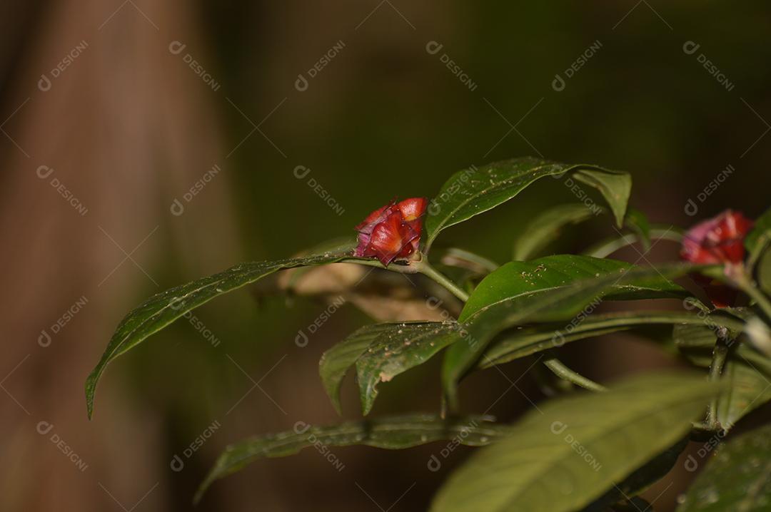 Vista de perto de uma flor do deserto
