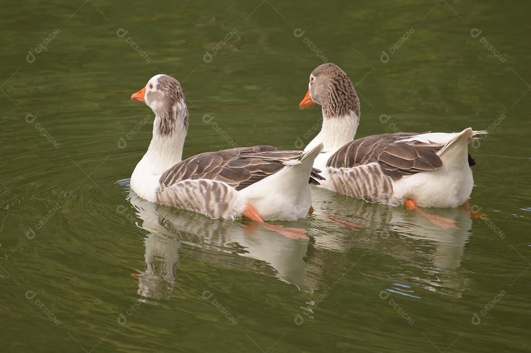 Patos domésticos nadando no lago