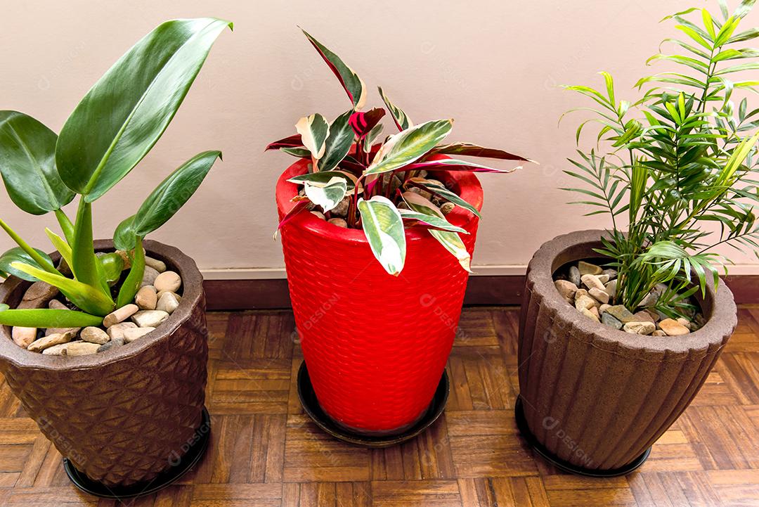 Plantas de interior de palmeira Pacová, maranta e areca